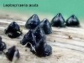 Leptosphaeria acuta-amf1802